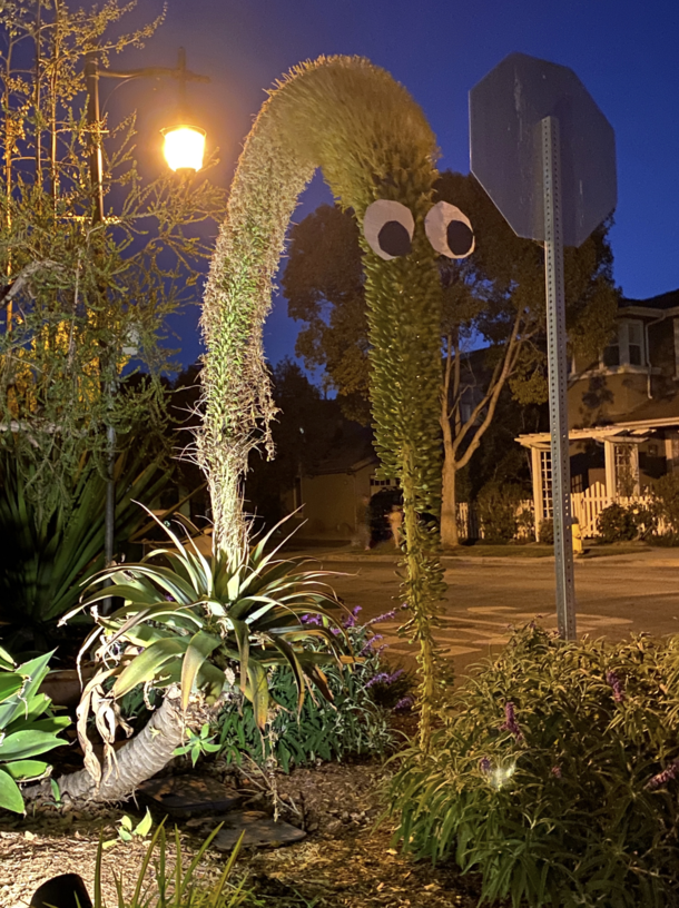 Snuffleupagus plant