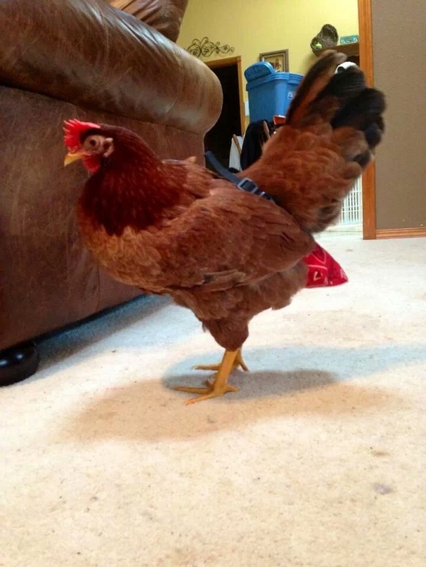 So a friend of mine has an indoor pet chickennow that chicken wears a diaper