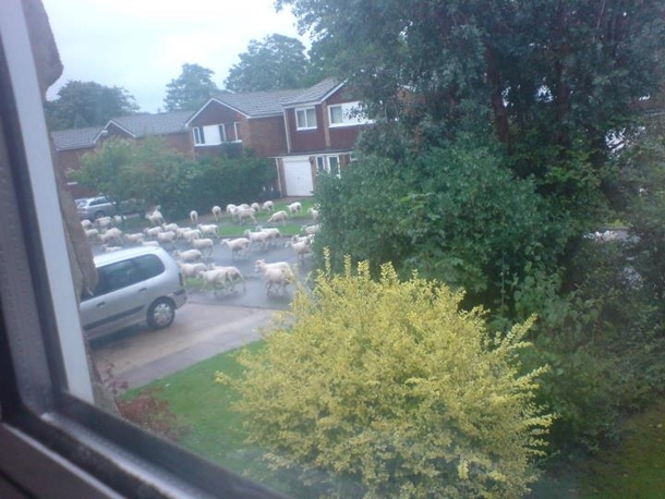 So a lorry just broke down outside my house and loads of sheep escaped from it