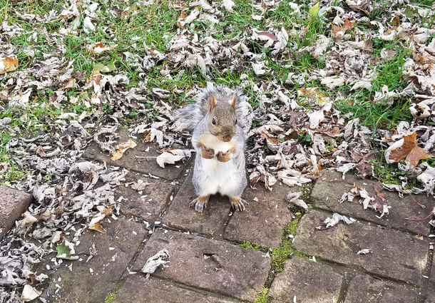 So almost every day for the last two weeks this one squirrel just comes to the door and rubs its nipples