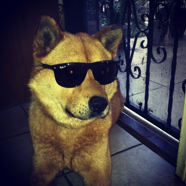 So apparently my dog can rock sunglasses better than most people can
