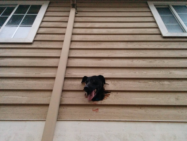 So apparently my neighbors dog doesnt like fireworks after a Seahawks win