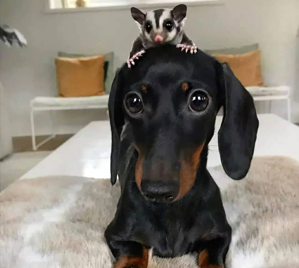 so friendly dog