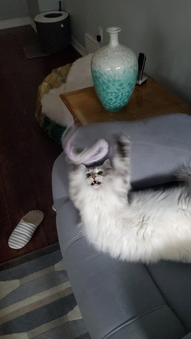 So I bought my cat a new toy