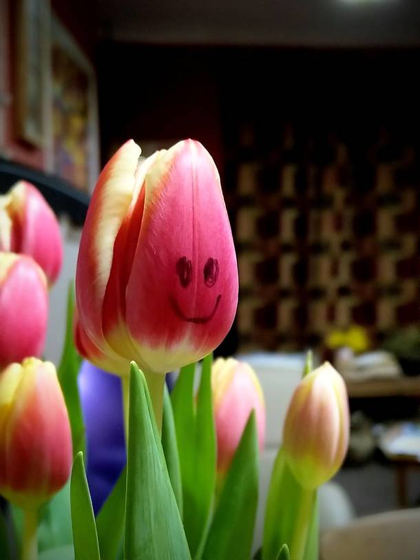 So I drew on a tulip