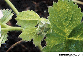 So I filmed strawberry growing 