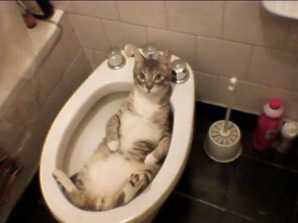 So I found my cat just chilling