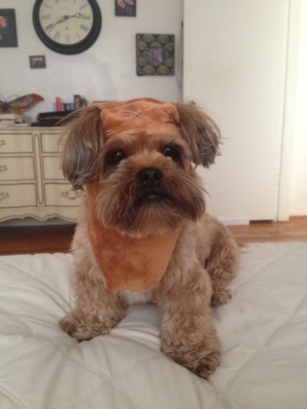 So I have a stuffed ewok and realized the costume comes off I happened to have a dog that looks like an ewok Magic happened