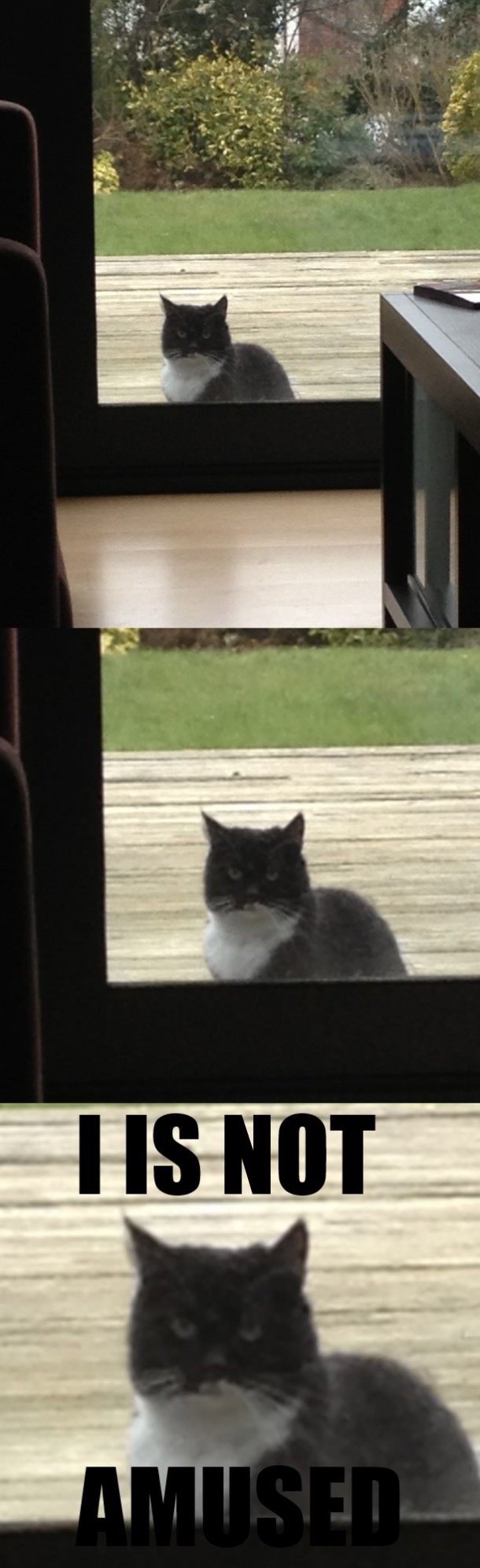 So i locked my cat outside