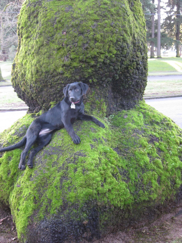 So I lose my dog then find her doing this WTH