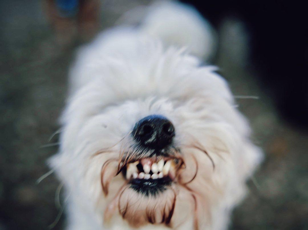 So I met this dog at the dog park who would smile on command