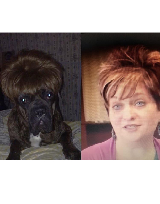 So I put a wig on my dog and he really looks like one of the moms from toddlers and tiaras