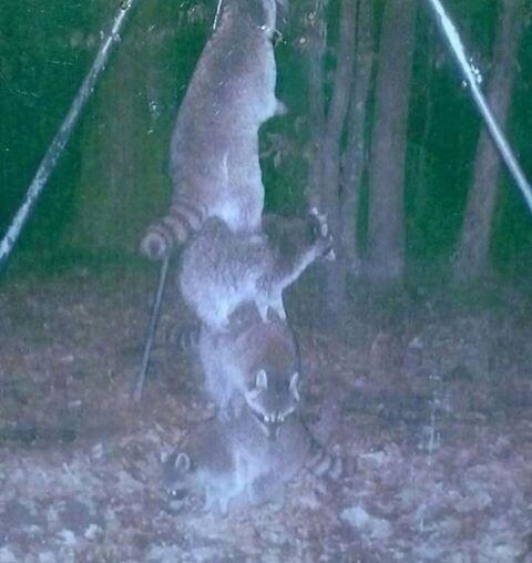 So I set my deer feeder high off the ground so the raccoons couldnt reach it