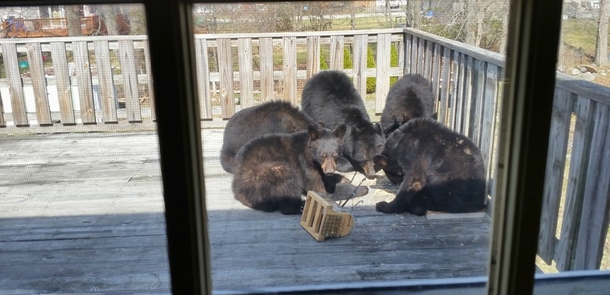 So I think were done with the bird feeder until next winter