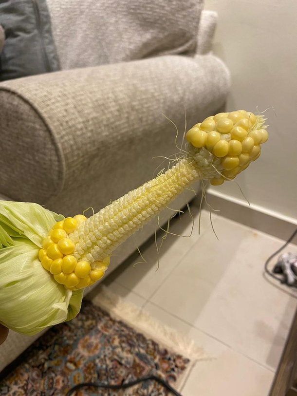 So I tried planting corn