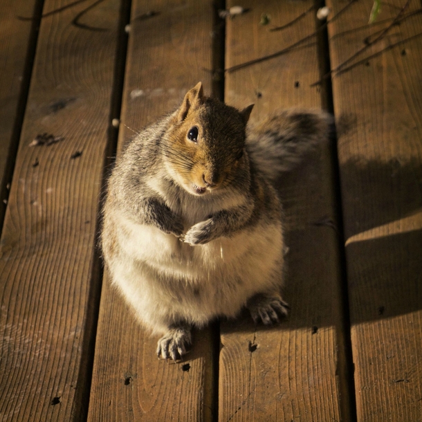 So if you could refill the bird feeder thats be great