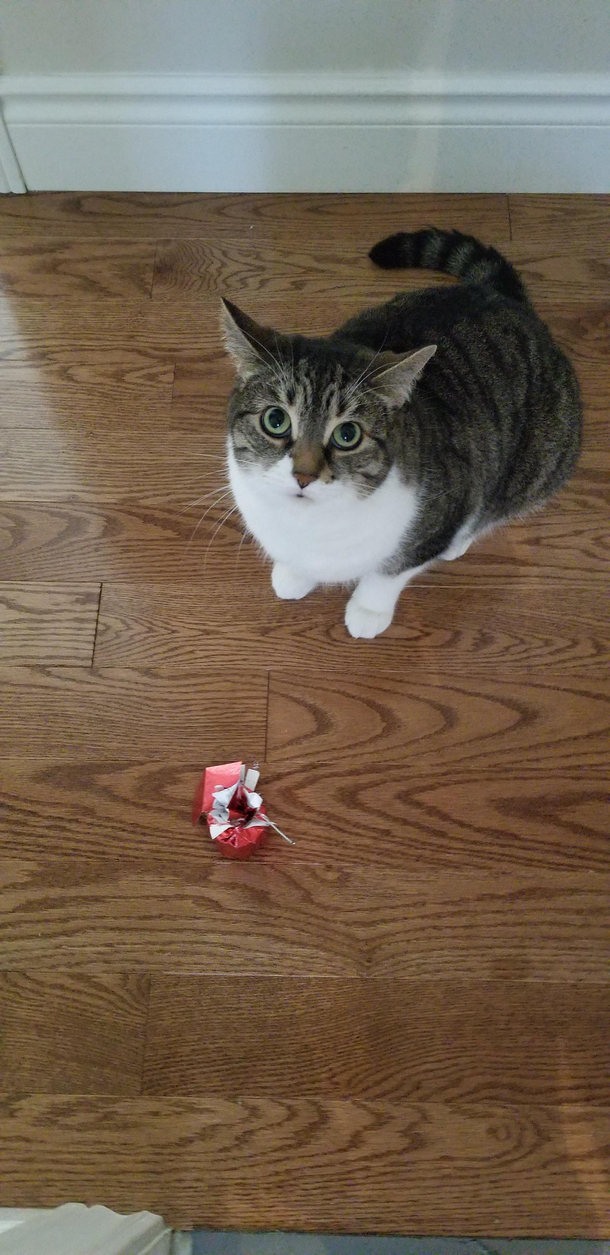 So Im in the bathroom and open the door to find my gf cat bought me a gift from the tree downstairs 