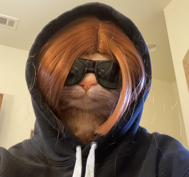 So it appears Ive become a cat girl