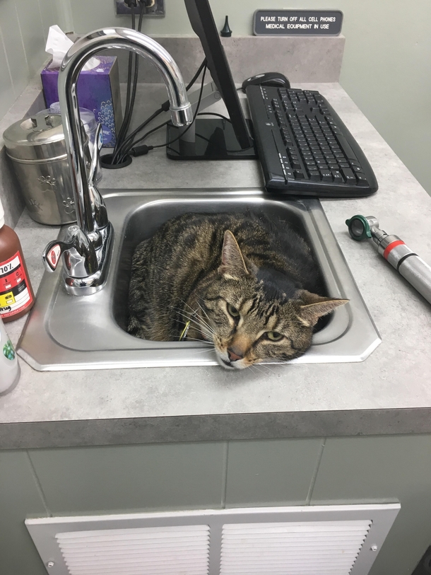 So my cat really hates the vet lol