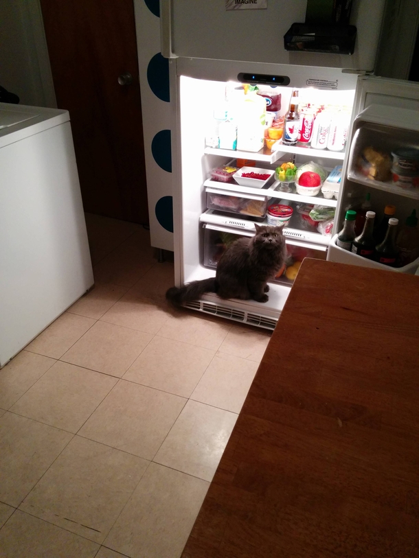 So my cats butt is burning from his UTI he found a way of dealing with it