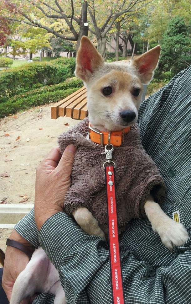 So my dad decided to save on money and cut our dogs hair himself poor guy his face says it all