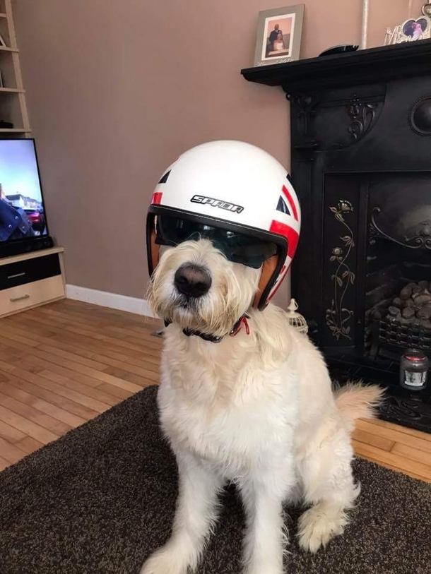 So my dad got his dog a motorcycle helmet