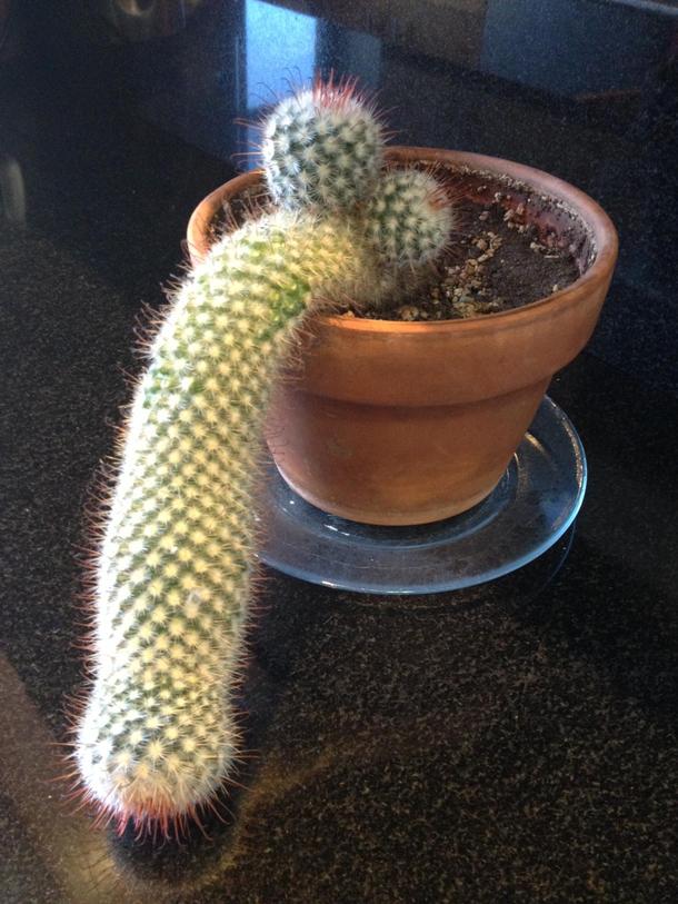 So my dad just sent me this picture of the cactus he grew