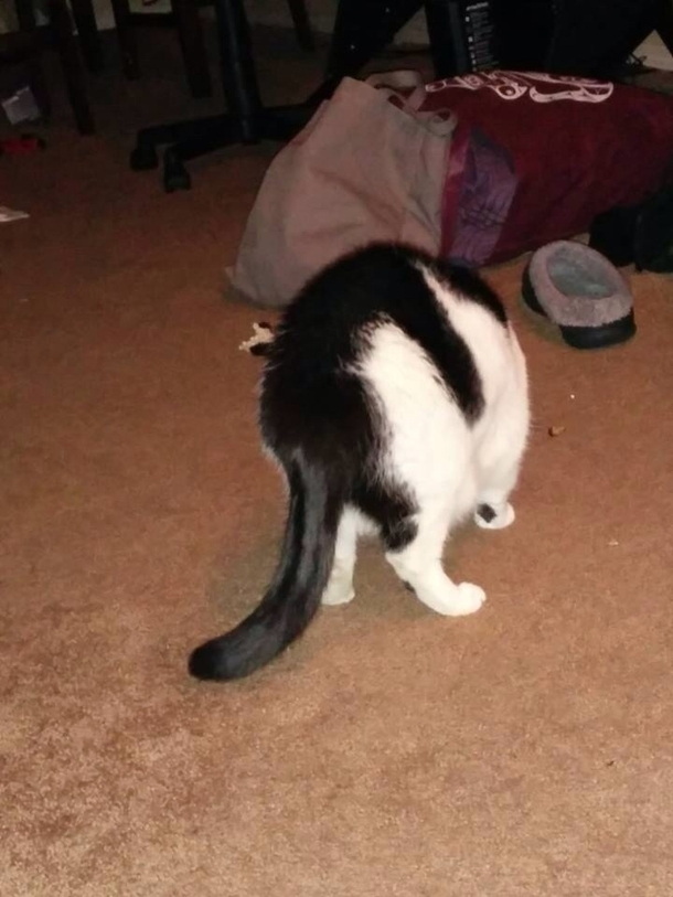 So my friends cat constantly looks like hes being humped by a black cat