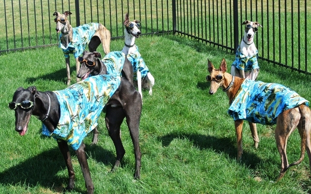 So my friends greyhounds got some new clothes