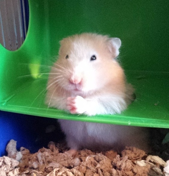 So my friends hamster thinks hes the Don