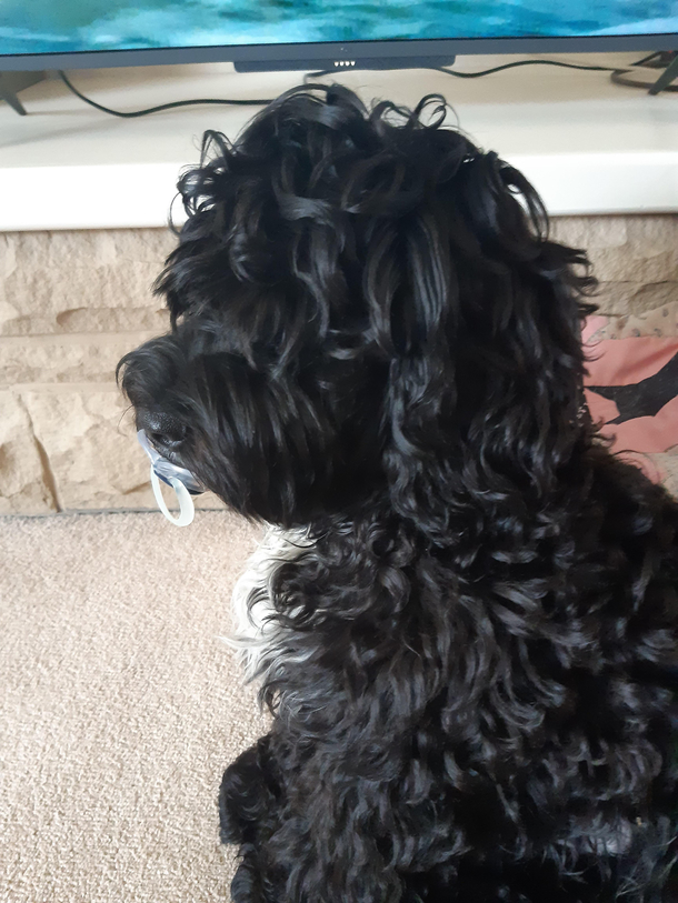 So my mum is currently looking after my niece this morning and shes just sent me this Baby was crying and my mum found the dog like this lol Cheeky bugga