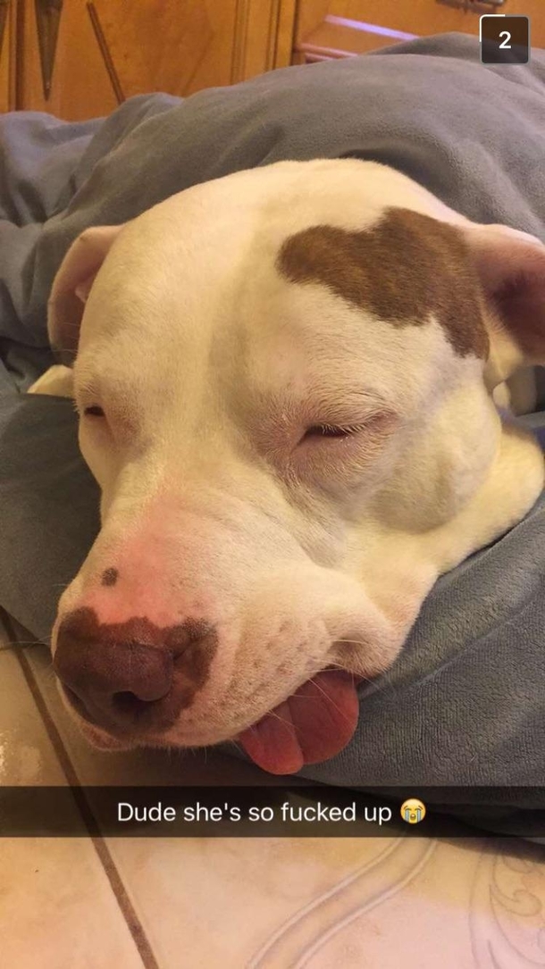 So my pibble just got spayed friend who picked her up sent me this