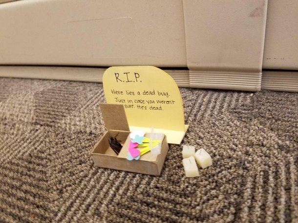 So my wifes coworker got tired of seeing this dead bug on the floor at work