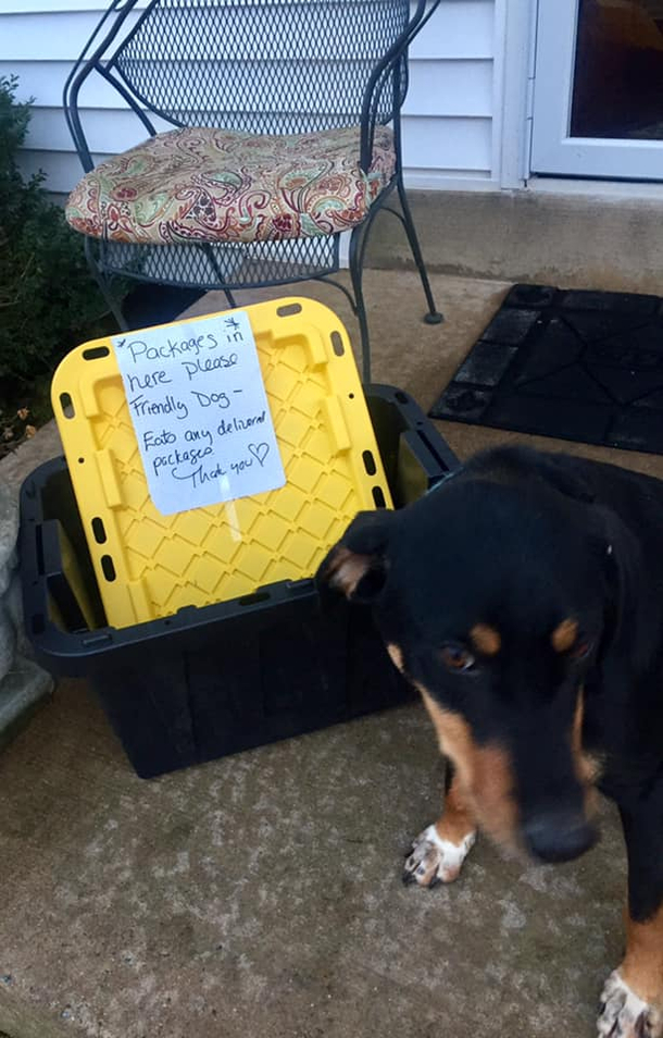So our dog kept eating our amazon packages