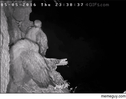 So owls are pretty badass huh