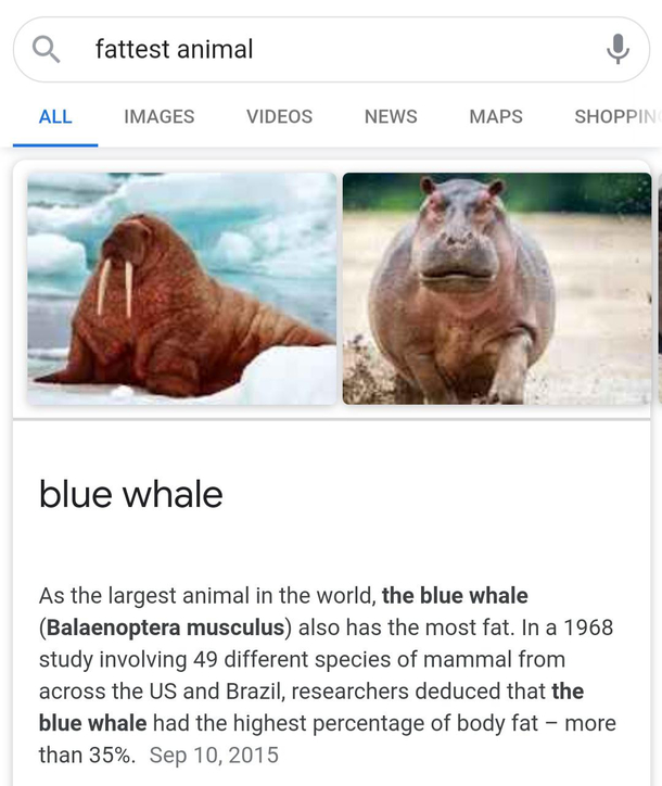 So thats what a blue whale looks like