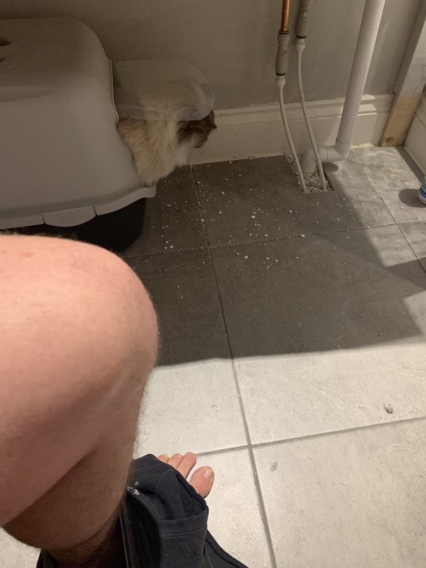 So the cat decided to join me for dump this morning