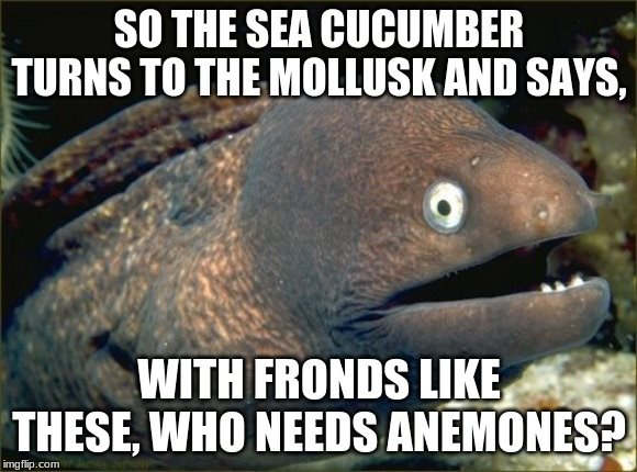 So the sea cucumber