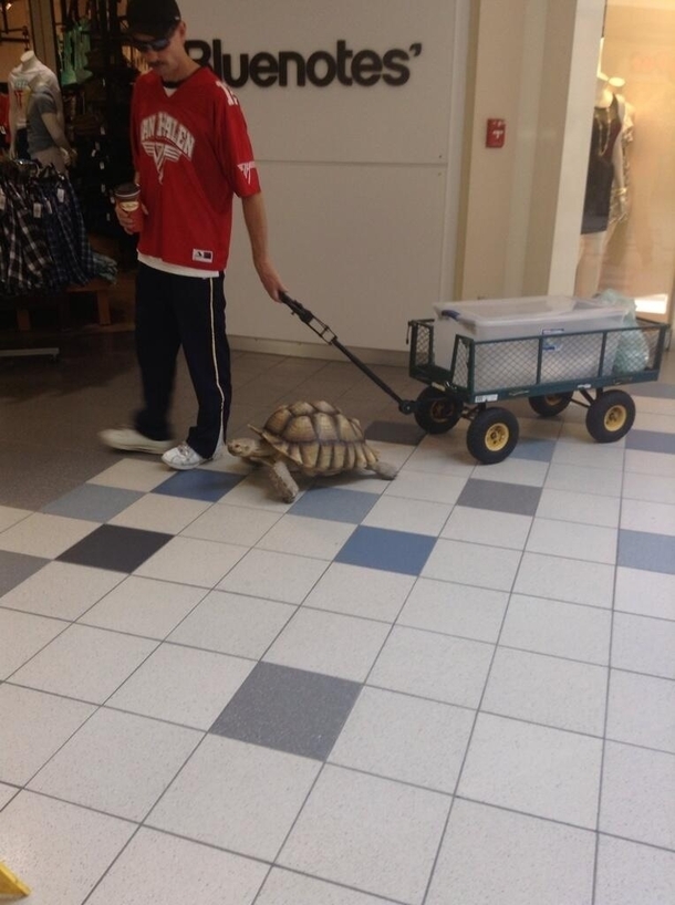 So this guy was just casually walking his tortoise through the mall