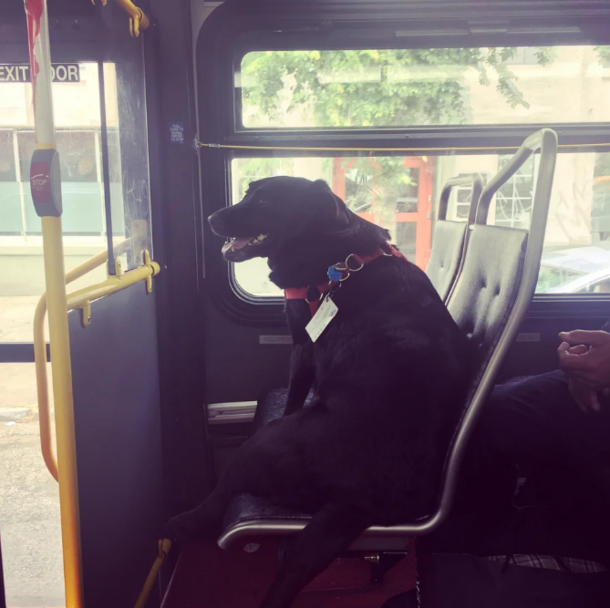 So this is Eclipse Every day she leaves her house by herself and takes the bus downtown to the dog park She even has her own bus pass attached to her collar