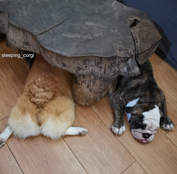 So this is what a Corgi  English Bulldog mix looks like They loooong