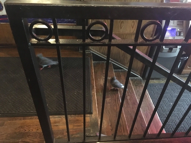 So Two pigeons walk into a bar