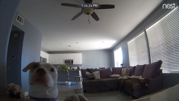 So we just got a Nest Cam and something kept triggering motion alerts This happened about  times