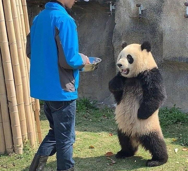 so where is my bamboo