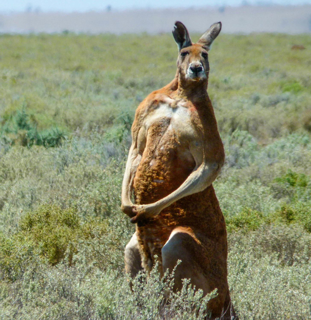 So who decided to invent these steroid rabbits anyway Looks like Kangaroos will straight up mess up your day