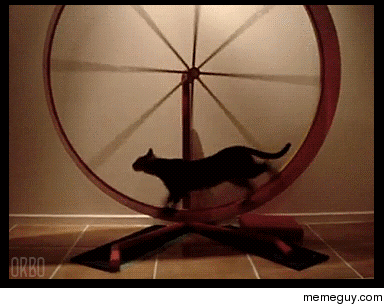 So you want to do cat wheels too these guys share and loop D