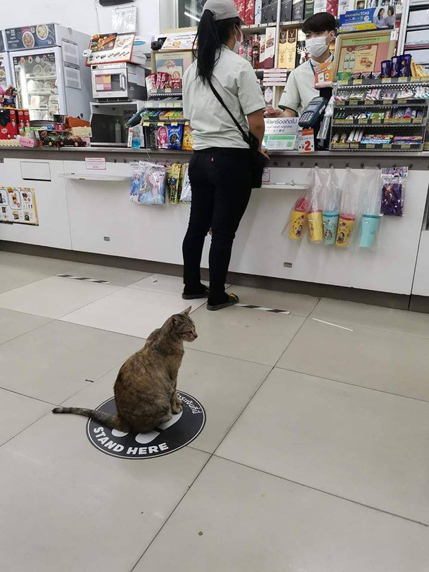 Social Distancing by a cat