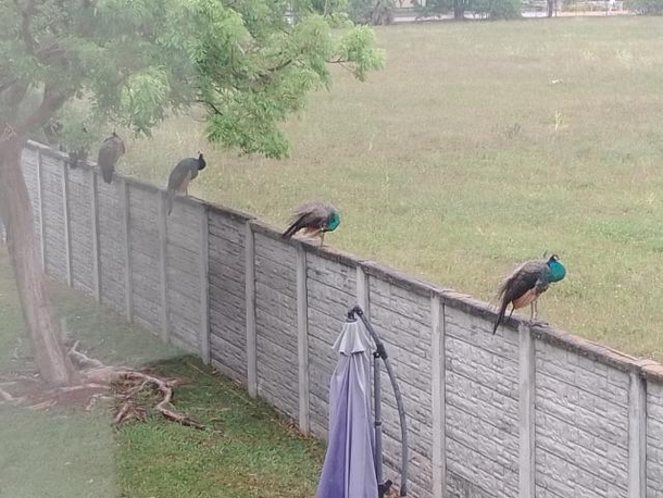 Social distancing peacocks in my neighborhood