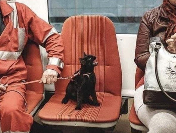 Social distancing support cat