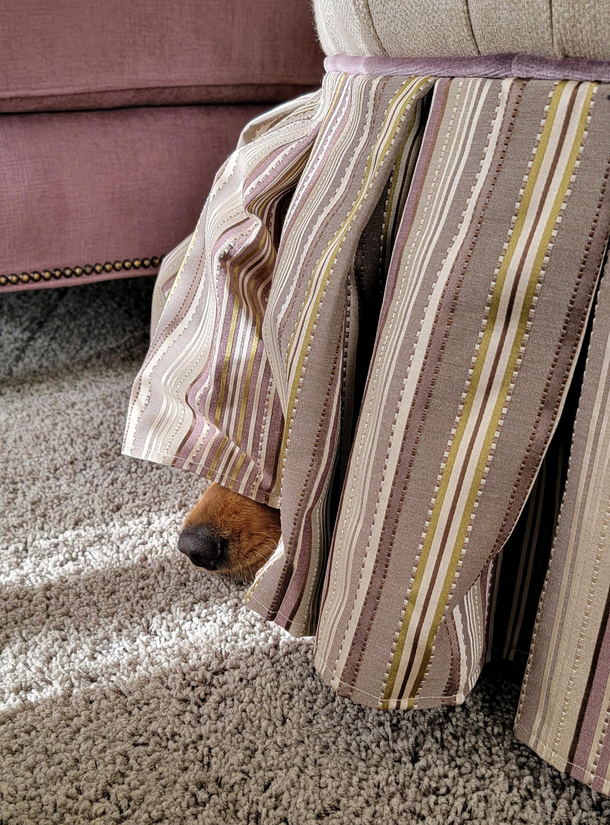 Sock thief thinks shes being slick